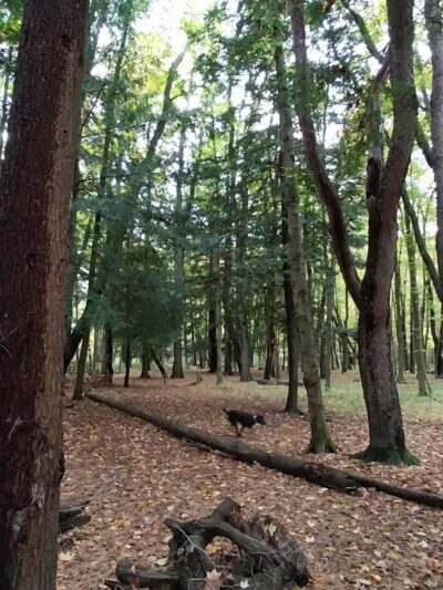 Miller Woods Nature Preserve - Slippery Rock, PA