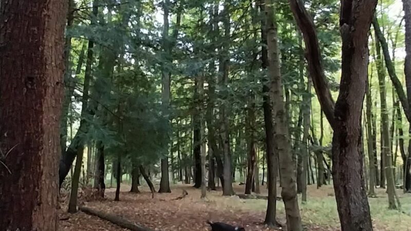 Miller Woods Nature Preserve - Slippery Rock, PA