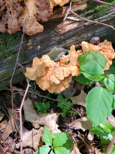 North Country Trail 528 Trailhead - Slippery Rock, PA
