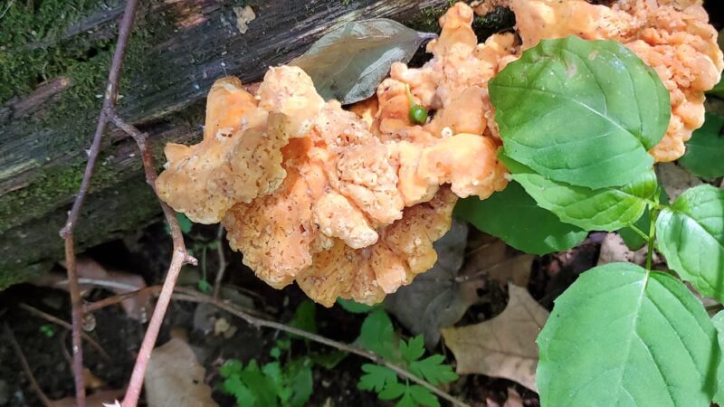 North Country Trail 528 Trailhead - Slippery Rock, PA