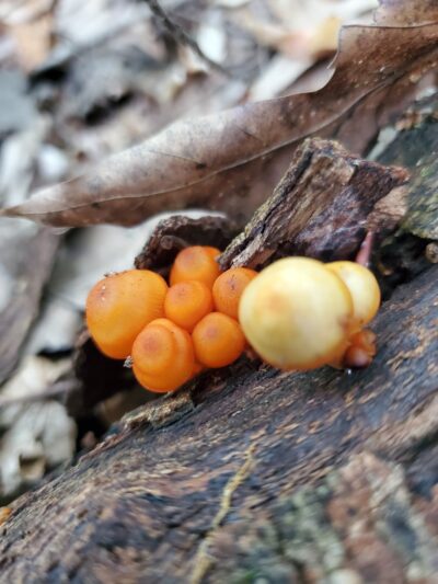 North Country Trail 528 Trailhead - Slippery Rock, PA