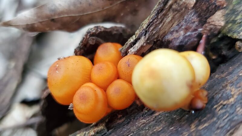 North Country Trail 528 Trailhead - Slippery Rock, PA