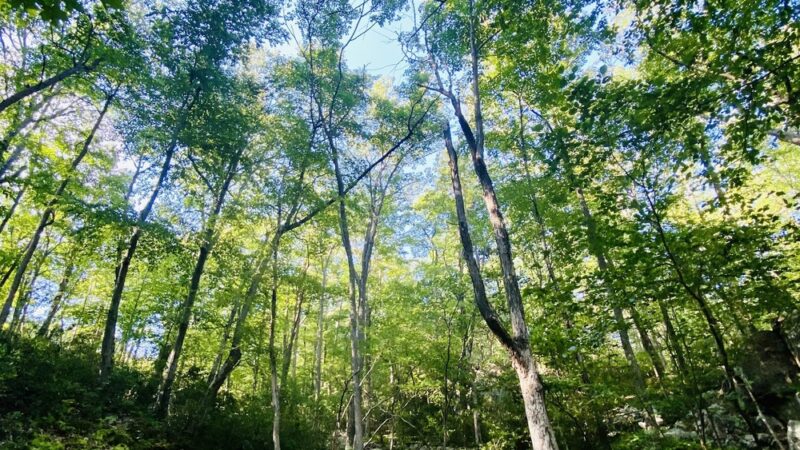 Harriman State Park - Sloatsburg, NY