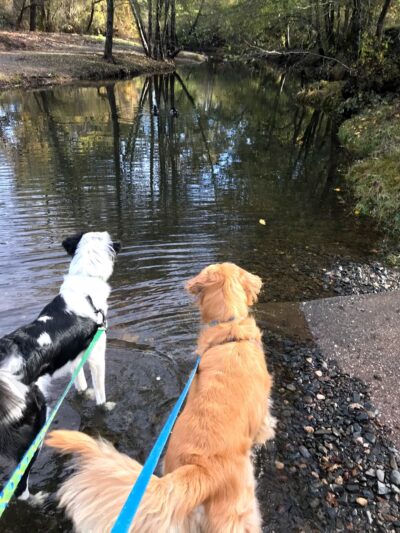 A Dog's Best Buddy Pet Sitting - Smartsville, CA