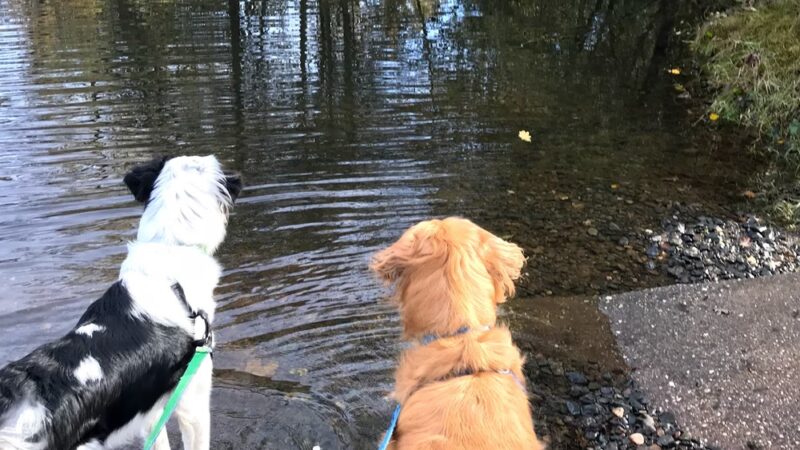 A Dog's Best Buddy Pet Sitting - Smartsville, CA