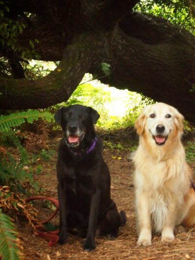 A Dog's Best Buddy Pet Sitting - Smartsville, CA