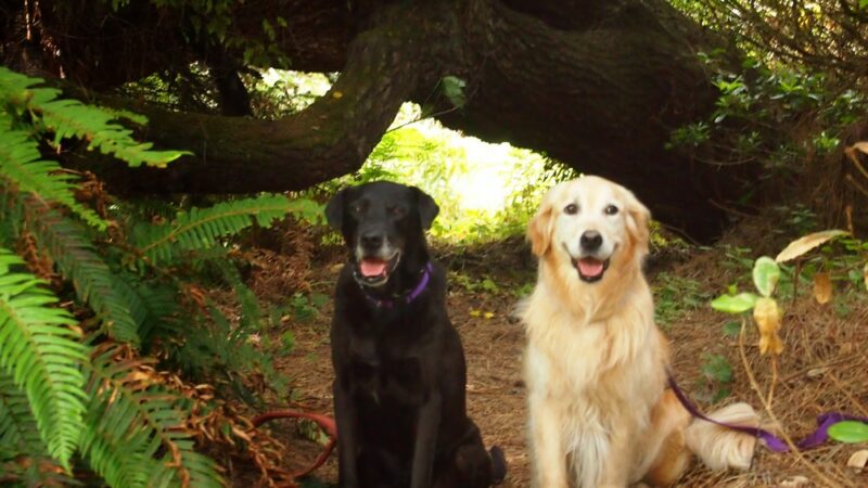 A Dog's Best Buddy Pet Sitting - Smartsville, CA