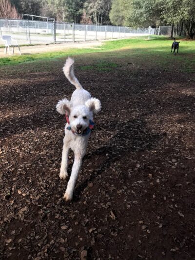 A Dog's Best Buddy Pet Sitting - Smartsville, CA