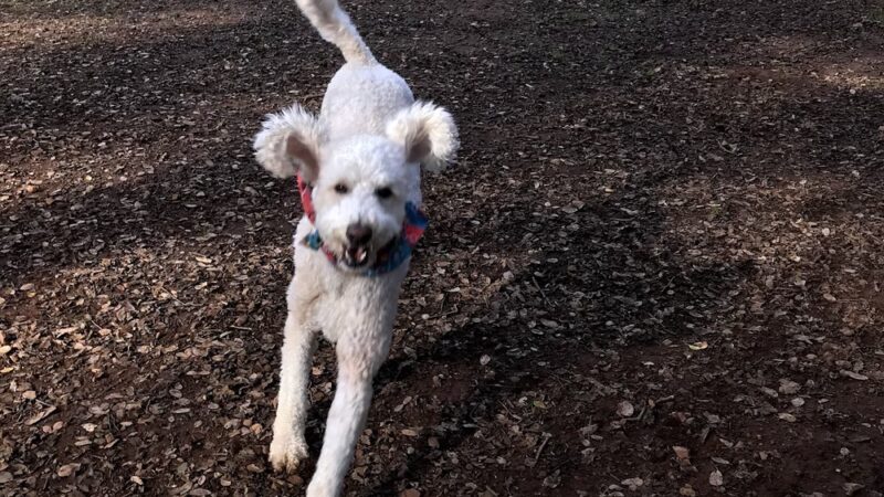 A Dog's Best Buddy Pet Sitting - Smartsville, CA