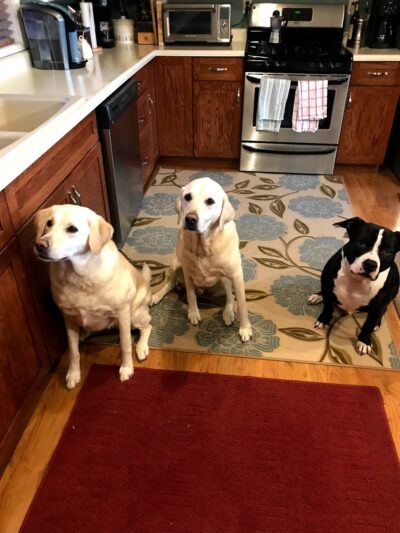 A Dog's Best Buddy Pet Sitting - Smartsville, CA