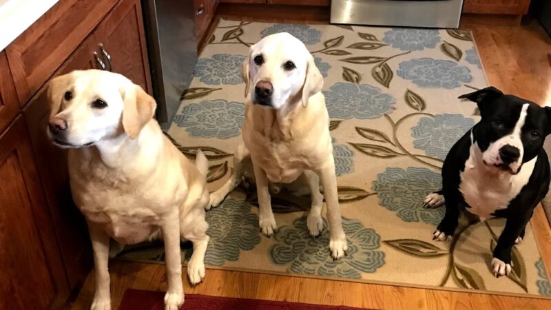 A Dog's Best Buddy Pet Sitting - Smartsville, CA