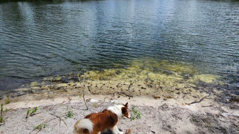 Stones Creek Game Lands - Sneads Ferry, NC