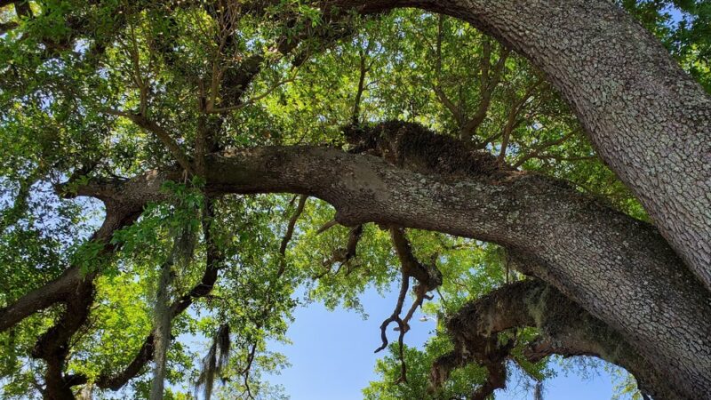Sneads Park - Sneads, FL