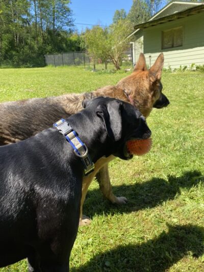 Snohomish Dog Camp - ,