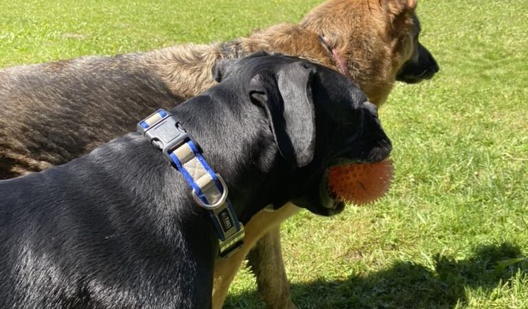 Snohomish Dog Camp - ,