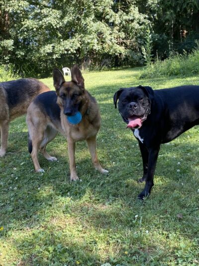 Snohomish Dog Camp - ,