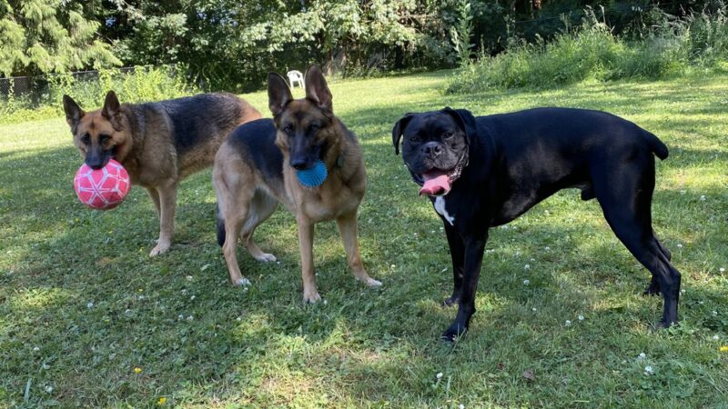 Snohomish Dog Camp - ,