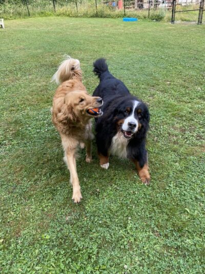 Snohomish Dog Camp - ,