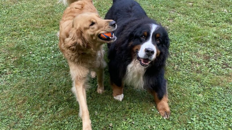 Snohomish Dog Camp - ,