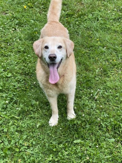 Snohomish Dog Camp - ,