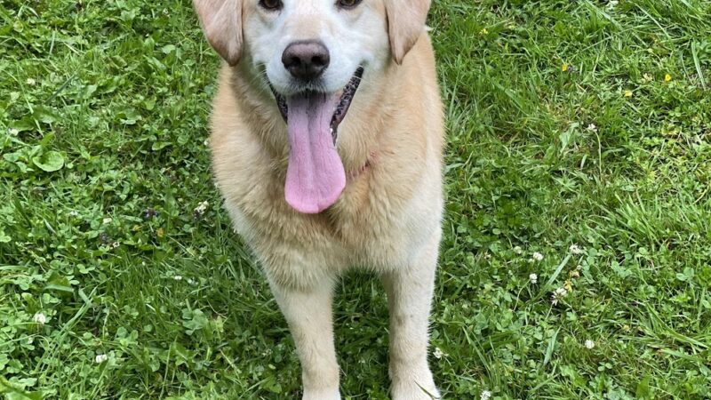 Snohomish Dog Camp - ,