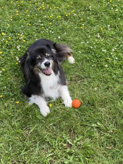 Snohomish Dog Camp - ,