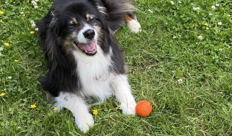 Snohomish Dog Camp - ,