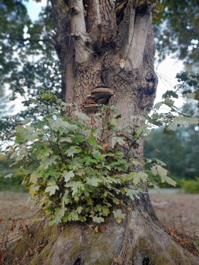 American Legion Park Snohomish - Snohomish, WA