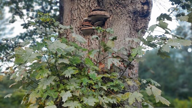 American Legion Park Snohomish - Snohomish, WA