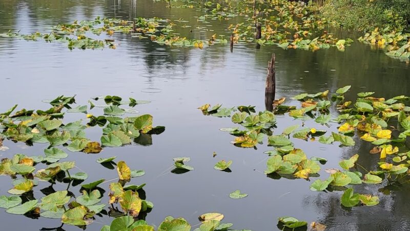 Hill Park - Snohomish, WA