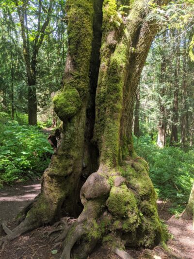 Lord Hill Park - Snohomish, WA