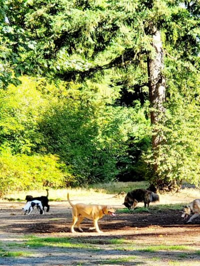 Willis Tucker Off-Leash Dog Area - Snohomish, WA