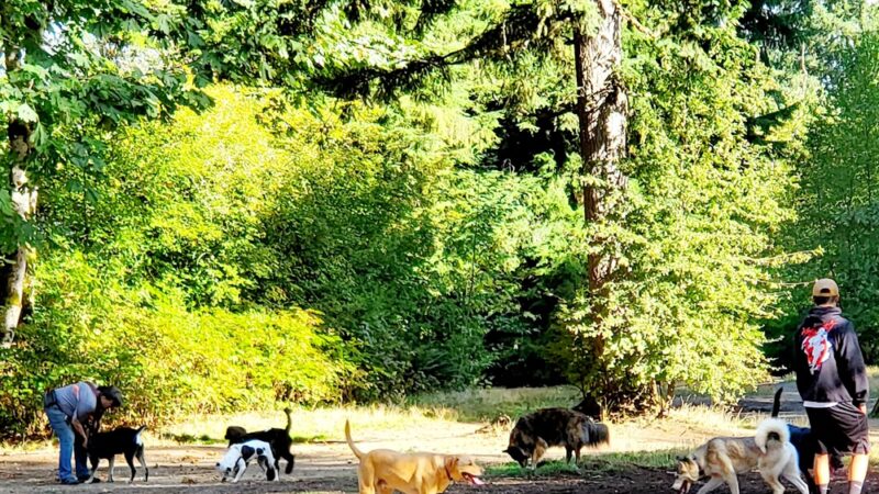 Willis Tucker Off-Leash Dog Area - Snohomish, WA