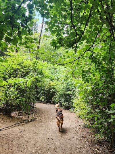 Willis Tucker Off-Leash Dog Area - Snohomish, WA