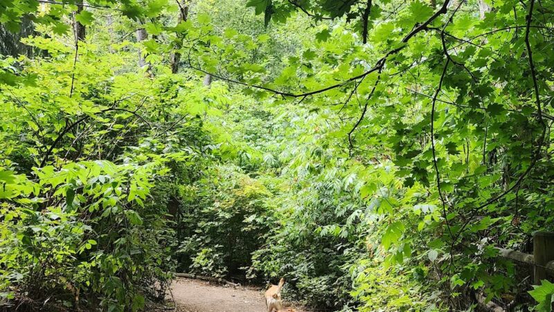 Willis Tucker Off-Leash Dog Area - Snohomish, WA