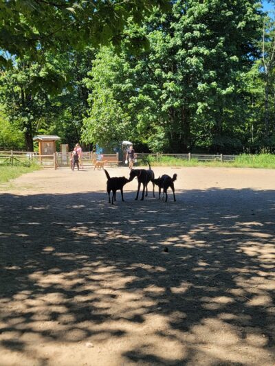 Willis Tucker Off-Leash Dog Area - Snohomish, WA