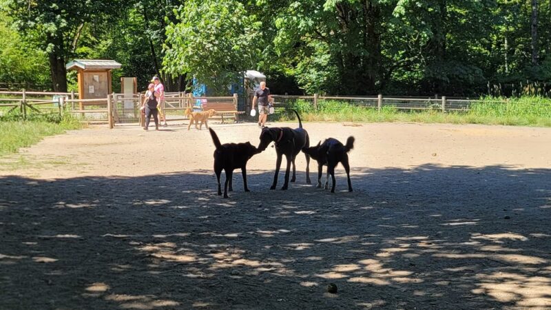 Willis Tucker Off-Leash Dog Area - Snohomish, WA