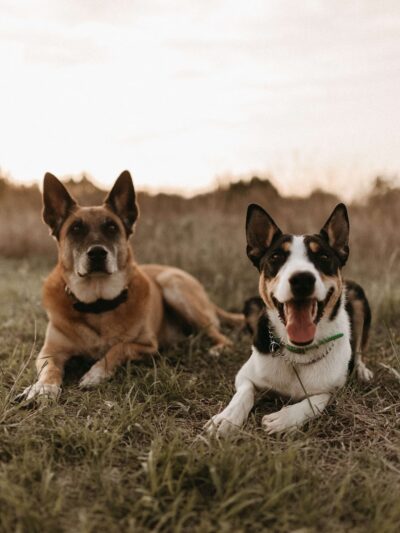 Social Companion Canine - ,