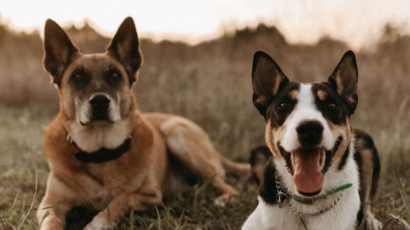 Social Companion Canine - ,