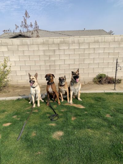 Social Companion Canine - ,