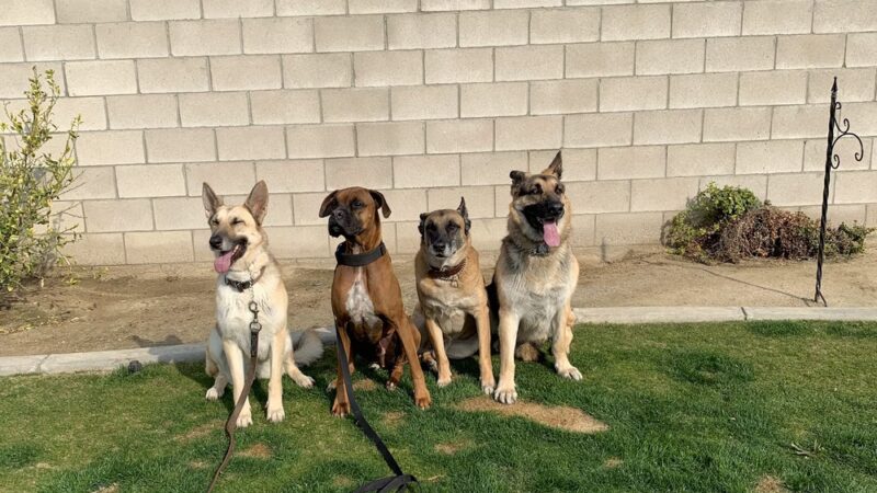 Social Companion Canine - ,