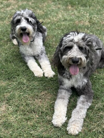 Social Companion Canine - ,
