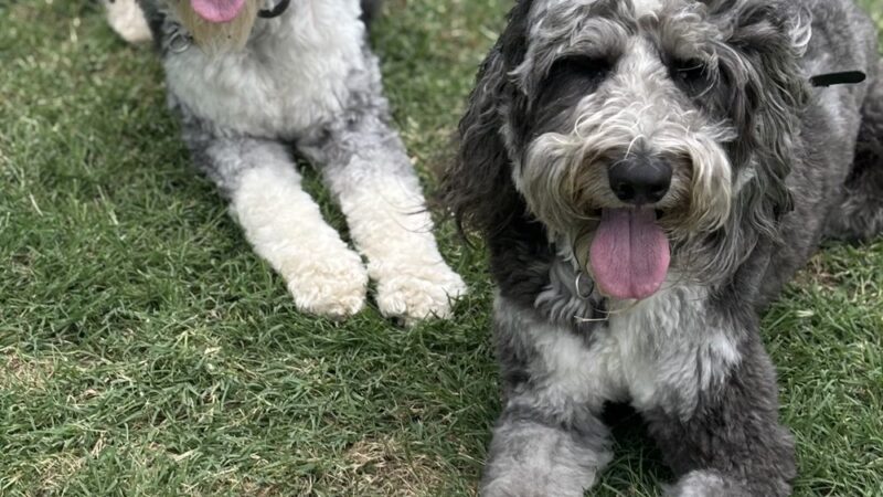 Social Companion Canine - ,