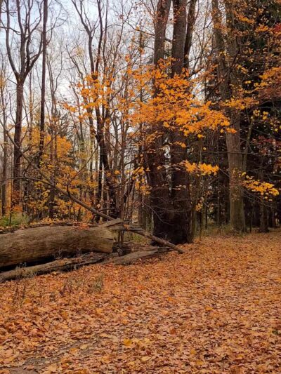 Parking for Beechwood State Park - Sodus, NY