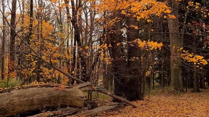 Parking for Beechwood State Park - Sodus, NY