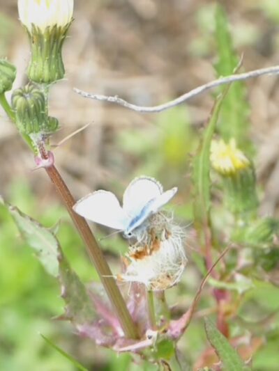 Gemma Parks Interpretive Trail - Solana Beach, CA