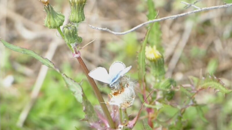 Gemma Parks Interpretive Trail - Solana Beach, CA