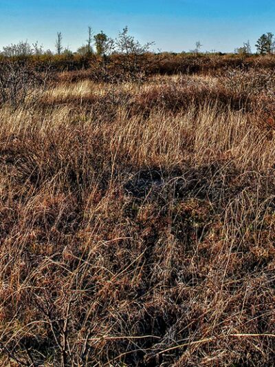 Solon Springs Sharptail Barrens - Solon Springs, WI