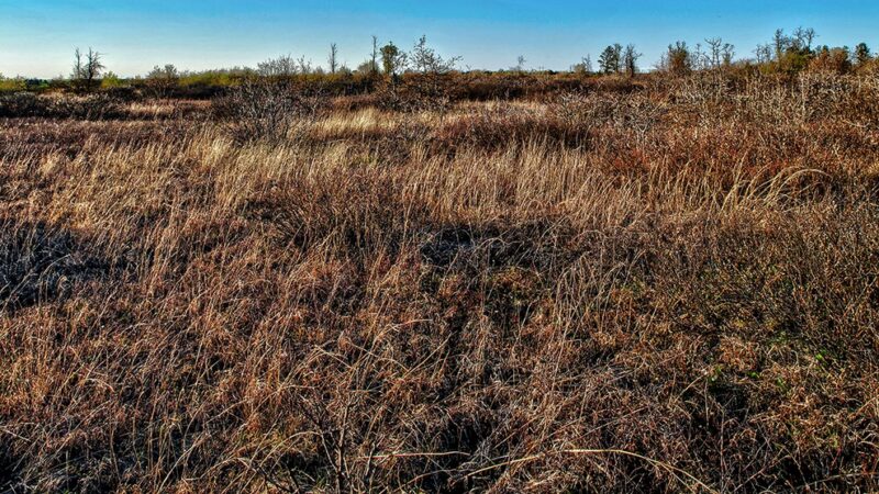 Solon Springs Sharptail Barrens - Solon Springs, WI