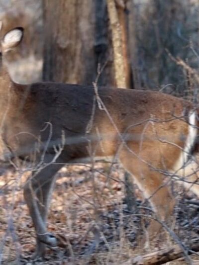 Camden County Trail System - Somerdale - Somerdale, NJ